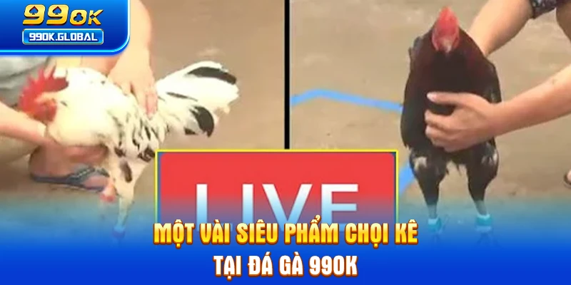 Một vài siêu phẩm chọi kê tại đá gà 99OK